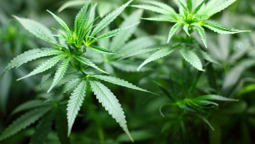 Chanvre - Encyclopédie Hexa3